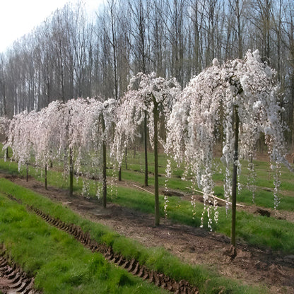 Weeping Yoshino Cherry Tree Live Plant – Flowering Ornamental Tree with Graceful Weeping Branches, Beautiful Cherry Blossom Tree for Garden & Landscape (3 Gallon/Bareroot/Set of 2 Plants)