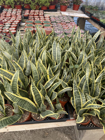 Live Snake Plant (Sansevieria/Dracaena Trifasciata) – 4 Inch Potted Indoor Plant – Easy Care Air Purifying Houseplant – Low Light Succulent for Home or Office Decor Around 12in Leaves