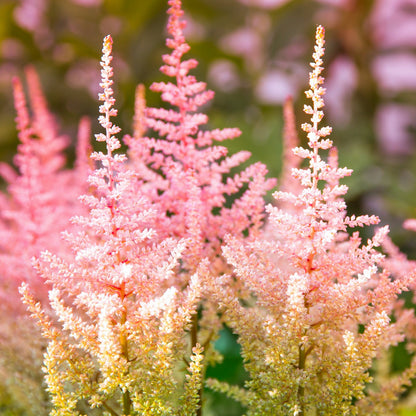 Easy to Grow Astilbe Peach Blossom 1 Plant Bareroot - Summer Coral Pink Blooms in Shade, Pollinator Friendly Flowers (False Spirea, Goat's Beard)