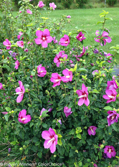 Live Plant from Green Promise Farms - Hibiscus syriacus, Lil' Kim Violet Rose of Sharon #3 Gallon Size Container Purple Flowers