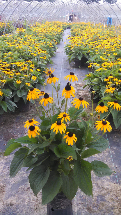 Rudbeckia fulgida 'Goldsturm' (Black Eyed Susan) Perennial, yellow flowers, 1 - Size Container