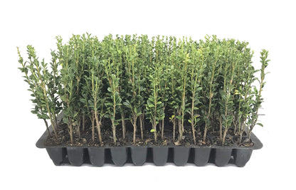 Sky Pencil Japanese Holly - 10 Live Plants - Ilex Crenata - Formal Low Maintenance Evergreen