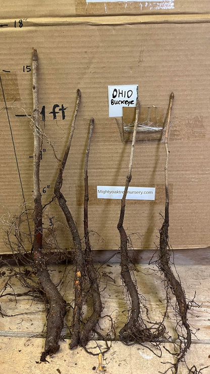 6-12” Tall Ohio Buckeye (Aesculus glabra) 1-2 Year Old Tree, Bare Root Plant