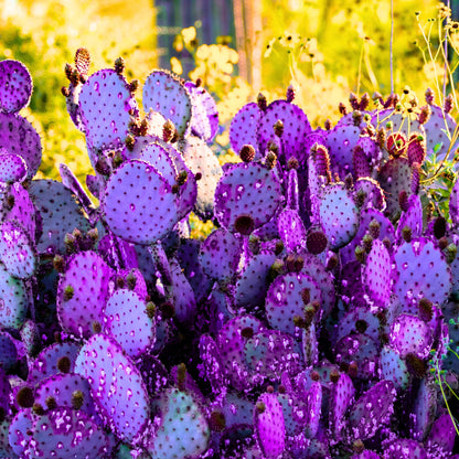 Purple Prickly Pear Cactus Plant Live, Cactus Succulent for Home Decor 6–8 Inch Tall, Cold Hardy, Indoor Outdoor Planting