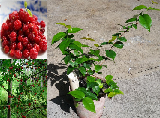 14" Surinam Cherry (a.k.a. Brazilian Cherry, Pitanga, Cayenne Cherry) Tree