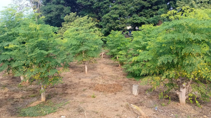 Moringa Tree Seedling Live Moringa Plant with Moringa Seeds Malunggay Sahijan Drumstick Tree Moringa Oleifera