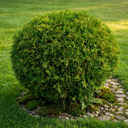Mr Bowling Ball Live Plant in Quart Pot, 4-6 Inch Tall Arborvitae Shrub, Easy to Grow, Compact Dwarf Evergreen, Ideal for Borders, Containers & Garden Spaces