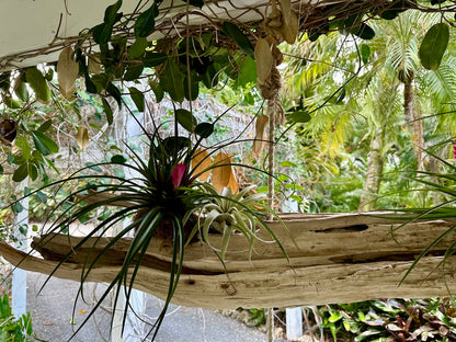 Live Air Plants – Flowering Tillandsia Cyanea, Giant 15-18" in a 4" Growers Pot - 1ct - Live Arrival Guaranteed - House Plants for Home Decor & Gift