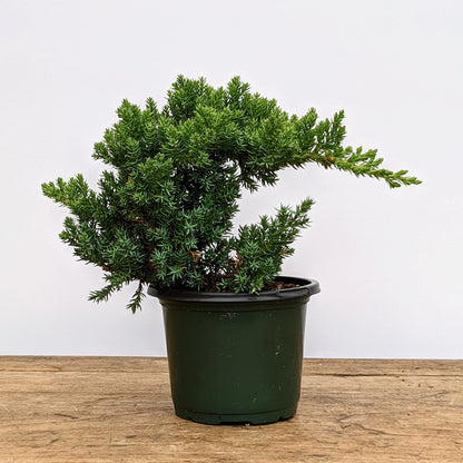 Healthy Juniper Outdoor Bonsai Tree - Easy to Care for, Responds Well to Wiring and Reshaping, Strictly an Outdoor Tree (Not Sold in California)