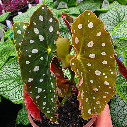 Begonia maculata 'Wightii', Polka Dot/Clown/Trout/Spotted Begonia, Live Houseplant, Spotted and Dotted Angel Wing Foliage, Rare, Container Size: 3.5"