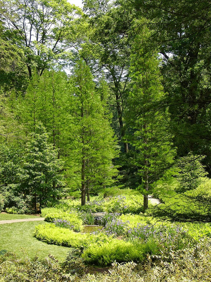 Bald Cypress Tree, Deciduous Conifer, Flood Tolerant, Cold Tolerant, 2-3 ft Tree Height, 1 gal Nursery Pot (Due to Agricultural Laws, we Cannot Ship to CA, AZ, AK, or HI)