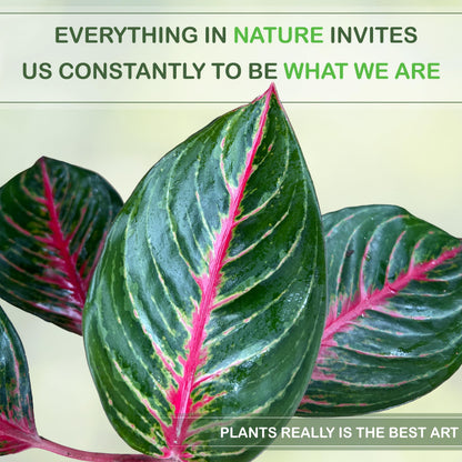 LEAL PLANTS ECUADOR Aglaonema Commutatum 'Schott' (Red Vein) – Rare Dark Foliage Chinese Evergreen – Live Indoor Plant