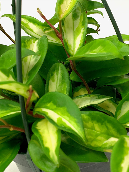 Hoya Krimson Princess, Hoya Carnosa Vareiagata, Trailing Plant, Live Hoya Plant, Hoya Plants Live Houseplant Live Arrival Guaranteed (2" Pot with 1 Small Plant)