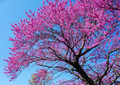 Live Plant - Eastern Redbud Tree - 18-24" Tall Seedling - Live Plant - Cercis candensis