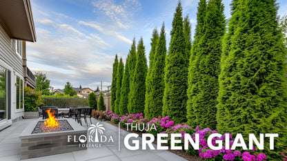 Thuja Green Giant Arborvitae - 3 Live Trees 2" Pot Size - Evergreen Privacy Plants