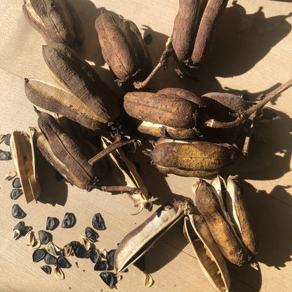 Organic Yucca Seeds (Yucca filamentosa) 50 Seeds (0.5 Grams) - Adam's Needle, Spanish Bayonet, Yucca, Needle Palm Seeds by Smoke Camp Crafts