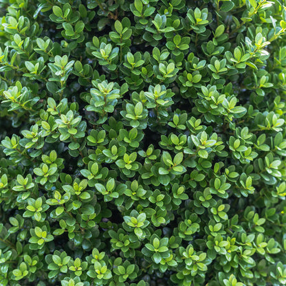 Perfect Plants Steeds Holly Bush 1 Gallon | Tall Evergreen Shrub in Growers Pot for Privacy Shield or Landscape Interest.