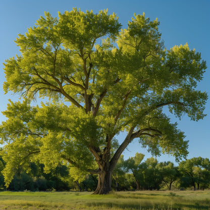 2 Eastern Cottonwood Trees - 10-18" Tall Live Plants - Native Fast Growing Shade Trees - Populus deltoides - (2 Pack)