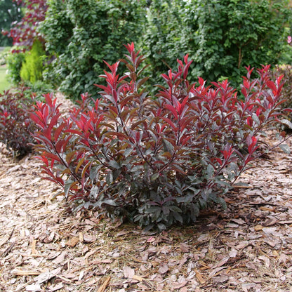 Proven Winners Stay Classy Purple Leaf Sand Cherry (Prunus x cistena) Live Plant, 4.5" Qt