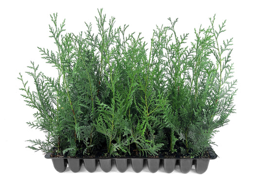 Leyland Cypress | 20 Live Plants | Cupressus × leylandii | Fast Growing Evergreen Trees | Privacy Hedge Plants for Landscaping