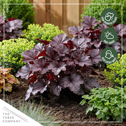 Live Heuchera Coral Bells 2-Pack – Palace Purple – Shade Perennial Foliage Plant, 10” Tall, 1 Qt Pot