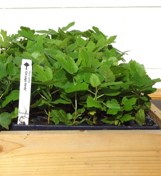 Fig Trees Chicago Hardy Includes Four (4) Plants with 4 Hello Organics Plant Tags