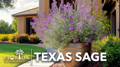 Texas Sage | 1 Extra Large Trade 3 Gallon Plant | Leucophyllum frutescens | Drought Tolerant | Low Maintenance Landscaping