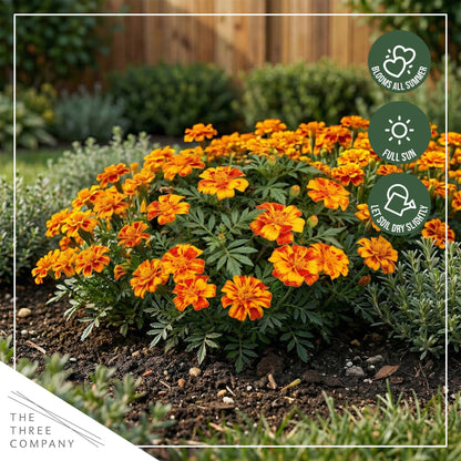 Live Flowering Marigold - Durango Bolero (4 Per Pack), Beautiful Spring Color, 8" Tall by 4" Wide in 1 Pt Pot