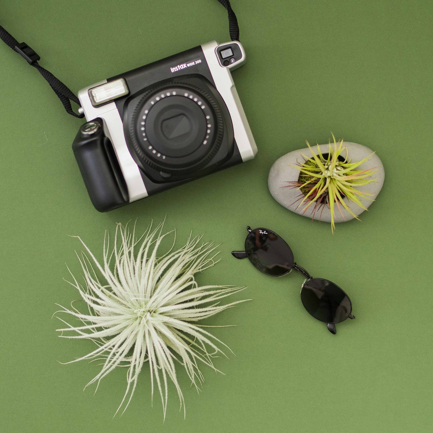 Jumbo Tectorum Ecuador Air Plant - Live Tillandsia Succulent House Plants - Available in Wholesale and Bulk - Home and Garden Decor - Easy Care Indoor/Outdoor Air Plants