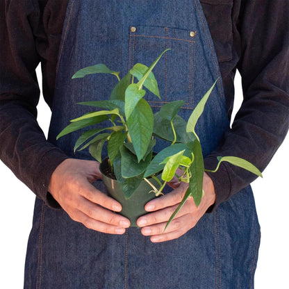 Pothos Cebu Blue | Live Plant for Indoor & Outdoor | for Living Room, Office, Bathroom | (4" Pot)