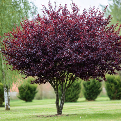 2 Purpleleaf Sand Cherry Shrubs/Trees - 24-36" Tall Live Plants - Purple Leaf Cistena Plum Bushes - Prunus x cistena - (2 Pack)