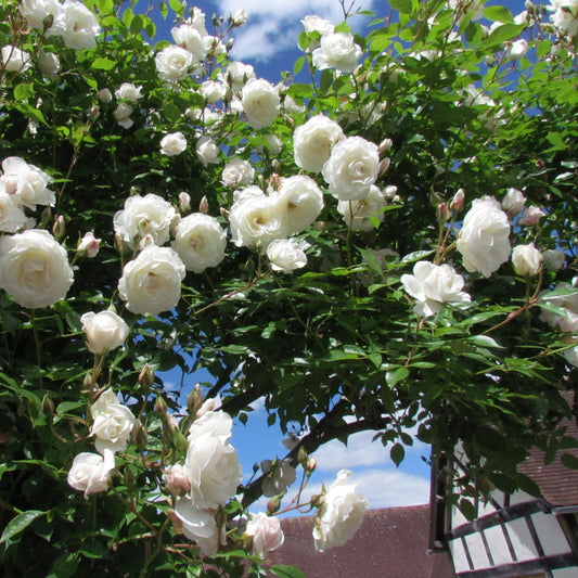 Votaniki Climbing Rose Iceberg Mature 2 Year Old Plant - Fragrant White Blooms for Vertical Gardens | Perfect for Trellises & Arbors, Easy to Train and Maintain (1 Pack)
