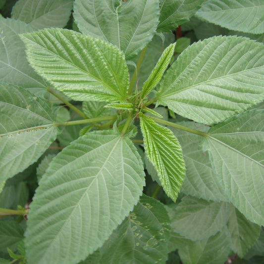Palm Beach Medicinal Herbs - Molokhia (Corchorus olitorius) - Packet of 10 Seeds