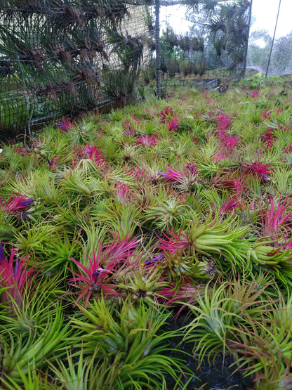 It Blooms Rainforest Grown 10 Pack Assorted Air Plants - Live Tillandsia - Easy Care House Plants -