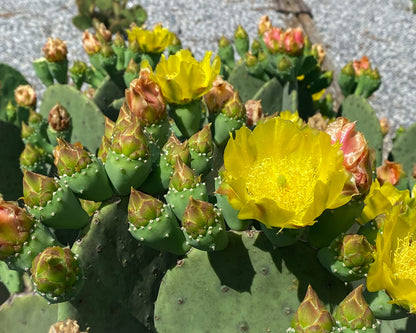 Creation Cultivated - Live "Spineless Prickly Pear Cactus" - Opuntia cacanapa "Ellisiana" (1 PAD Cutting) / Winter Hardy Cactus - USDA Zone 6 / Unrooted Freshly Cut Cactus Pads / Tortoise Food