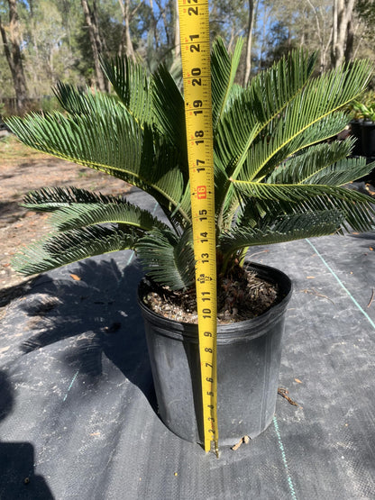 Eddies Acres King Sago Cycad Palm Live Plant, 3 Gallon Grower Pot, 12-18 inches Tall NO Shipping to California