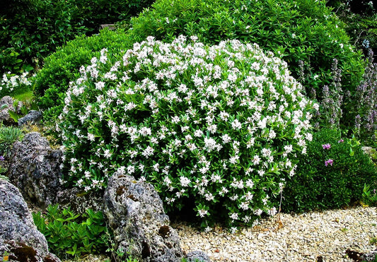 August Beauty | 1 Large Trade Gallon Size Plant | Gardenia Jasminoides | Fragrant Blossoms, Evergreen Shrub, Indoor Outdoor Plant, Ideal for Landscaping, Low Maintenance, Beautiful White Flowers