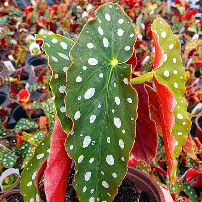 Begonia maculata 'Wightii', Polka Dot/Clown/Trout/Spotted Begonia, Live Houseplant, Spotted and Dotted Angel Wing Foliage, Rare, Container Size: 3.5"