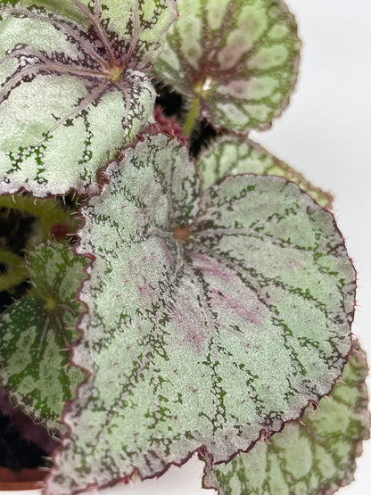 BubbleBlooms Peace Begonia Rex, 4 inch