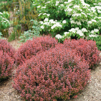 Proven Winners Sunjoy Mini Maroon Barberry (Berberis thunbergii) Live Plant, 4.5" Qt