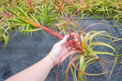 Air Plant Shop Tillandsia Roland Gosselini - Live Succulent House Plants - Home and Garden Decor - Easy Care Indoor and Outdoor Plants (Pack of 1)