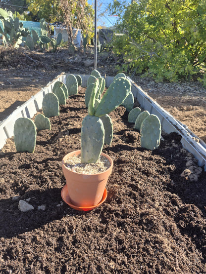 Live Indian Fig Prickly Pear Cactus Plant (Opuntia ficus-Indica) 6–10 in Tall, Ships Bare Root, Includes 6 in Terracotta Pot + Saucer, Cactus Soil + River Gravel