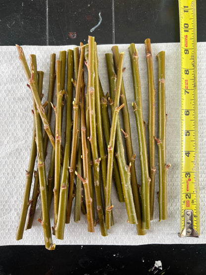 Generic Austree Hybrid Willow Tree Plants for Growing | Fast Privacy Hedge Row, Wind Block, Shade | Fast Growing - 6-10 Feet Per Year, Fast Growing Trees (26 Trees), green