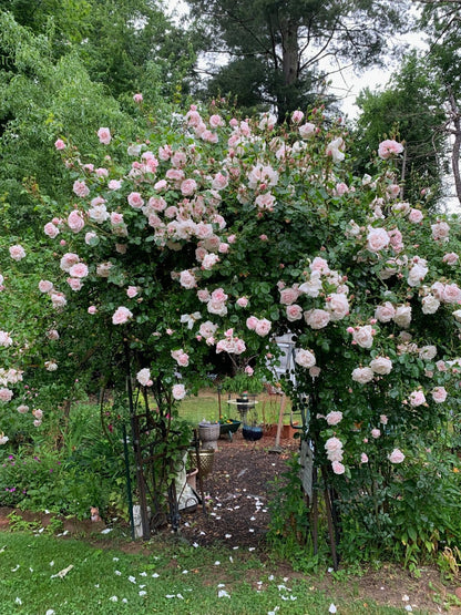 Unknown Ma Cherie Roses - New Dawn Climber - 1 Gallon Rose - Live Plant Ready to Plant