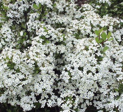 Viburnum Densa | 3 Extra Large Trade 3 Gallon Plants | Viburnum Odoratissimum 'Densa' | Lush Landscape Addition | Hardy Shrub