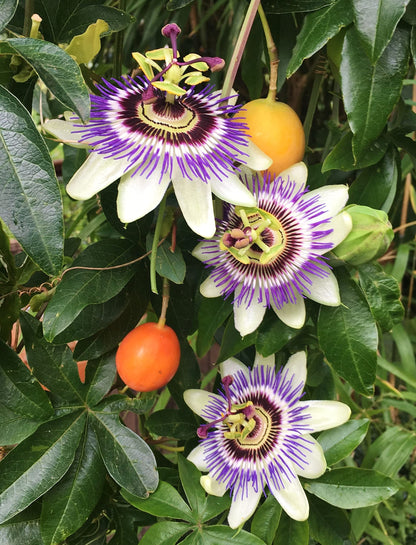 Passion Fruit Plant - 5 Live Plants in 4 Inch Growers Pots - Edible Fruit Bearing Vine for The Patio and Garden