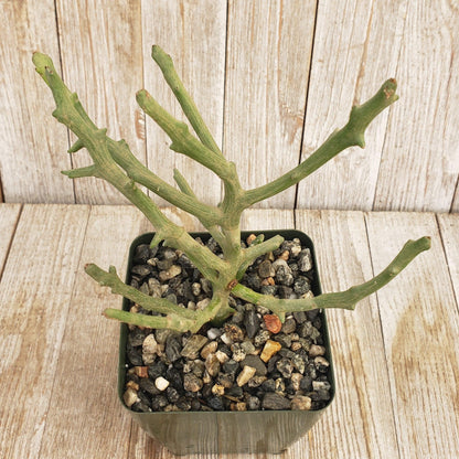 Euphorbia stenoclada spineless Cacti Cactus Succulent Real Live Plant