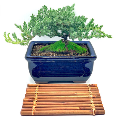 Live Dwarf Juniper Bonsai Tree 7 Year Old with Hand-Made Bamboo Stand | Juniper or Jade Bonsai Tree | Indoor/Outdoor | 100% Handcrafted| Home and Office Décor | Best Gift for Holiday