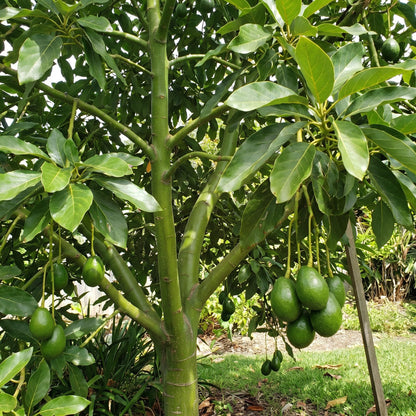 Avocado Tree Live 1-2 Ft Tall in 3 Gallon Pot, Grafted Avocado Tree for Outdoor Garden or Patio Planting, High Yield, Ready to Bear Fruits, No CA (Smooth Green Avocado)