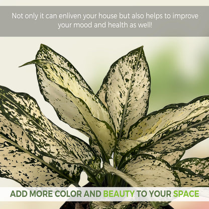 LEAL PLANTS ECUADOR Aglaonema Osaka|Chinese Evergreen | Low Maintenance Indoor Plant | Air-Purifying Evergreen Décor | Live Houseplant for Home & Office | Tropical Plants